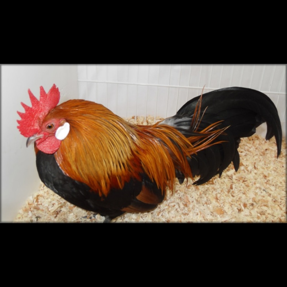 Meet your Posher, Zack